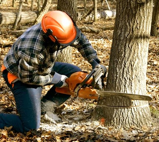 Tree Removal in Belgrade, ME